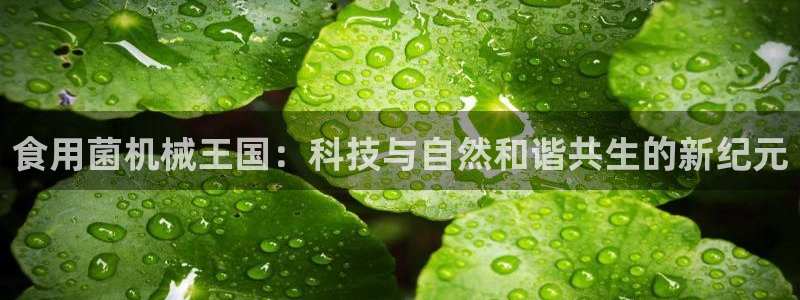 琳琅娱乐总代